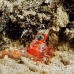 shrimp_hingebeak_nus_h_0705_png1784.jpg